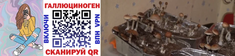 Псилоцибиновые грибы Psilocybe  купить наркотик  Белореченск 